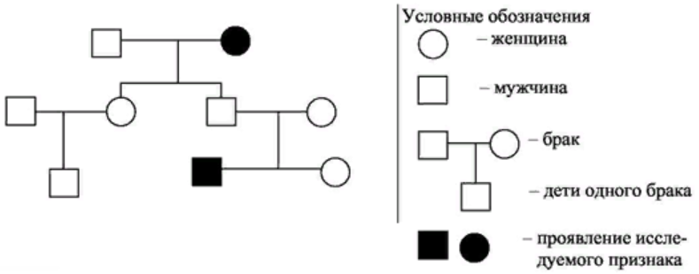 Генеалогический метод схема