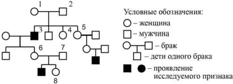 Генетика родословная схема