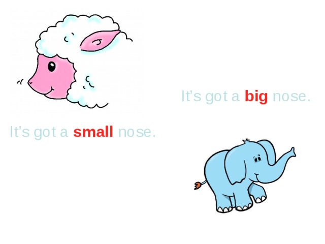 It’s got a big nose.  It’s got a small nose.  