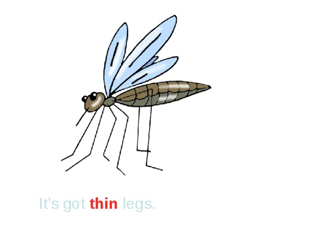 It’s got thin legs.  