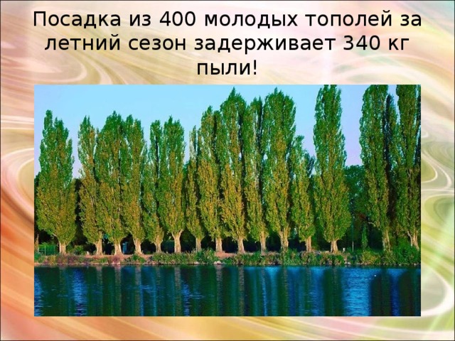 Посадка из 400 молодых тополей за летний сезон задерживает 340 кг пыли ! 