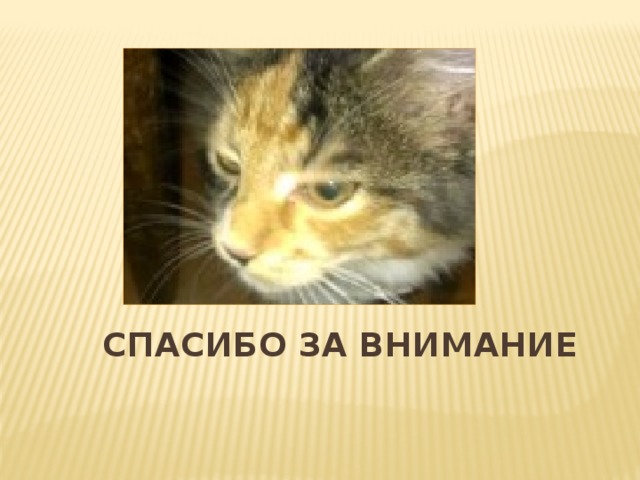  СПАСИБО ЗА ВНИМАНИЕ 