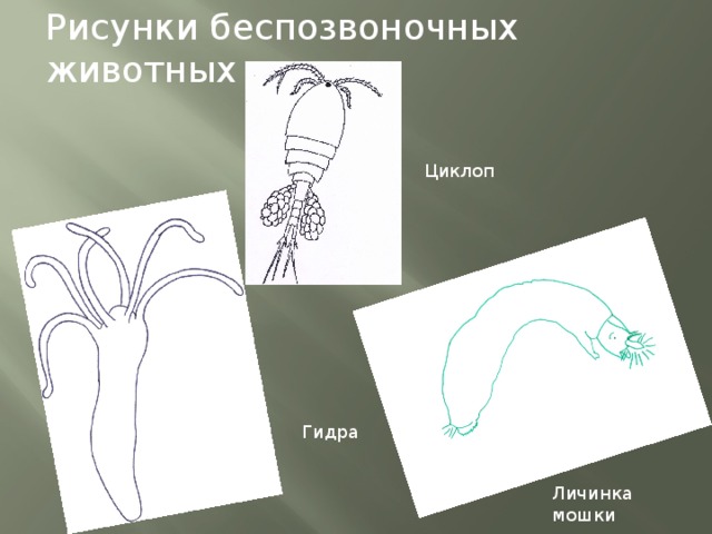 Питание гидры циклопами. Рисунок беспозвоночных. Личинка гидры. Беспозвоночное животное гидра. Циклоп беспозвоночное животное.