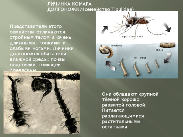 Какие животные питаются личинками комаров. Личинка комара долгоножки. Личинка комаров рост комаров. Личинки комаров долгоножек. Личинка комара долгоносика.