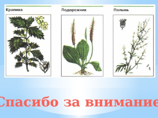 Лекарственные растения 6 класс презентация обж