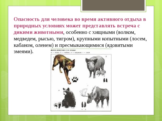 Опасность для человека во время активного отдыха в природных условиях может представлять встреча с дикими животными , особенно с хищными (волком, медведем, рысью, тигром), крупными копытными (лосем, кабаном, оленем) и пресмыкающимися (ядовитыми змеями). 