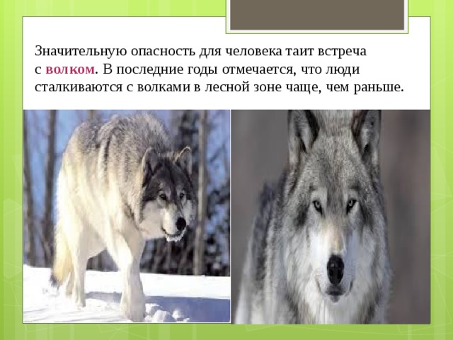 Значительную опасность для человека таит встреча с  волком . В последние годы отмечается, что люди сталкиваются с волками в лесной зоне чаще, чем раньше. 