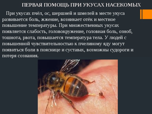 Как избежать укусов ос. Укусы ядовитых насекомых.