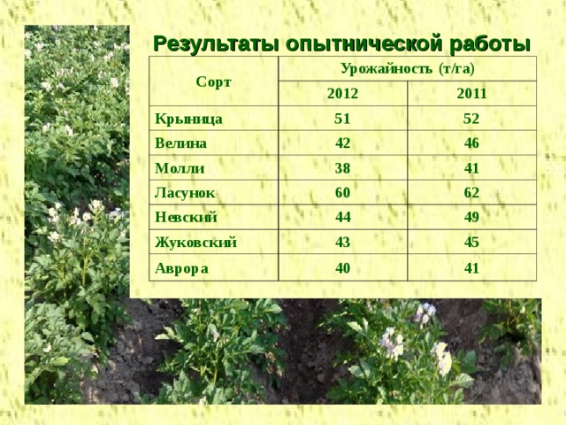 Таблица урожайности картофеля
