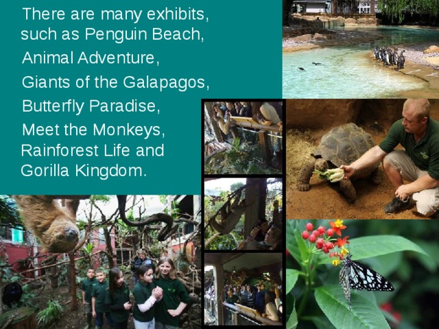 There are many exhibits, such as Penguin Beach, Animal Adventure, Giants of the Galapagos, Butterfly Paradise, Meet the Monkeys, Rainforest Life and Gorilla Kingdom. 