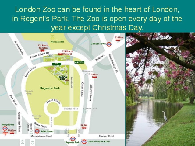 London Zoo can be found in the heart of London, in Regent's Park. The Zoo is open every day of the year except Christmas Day. 