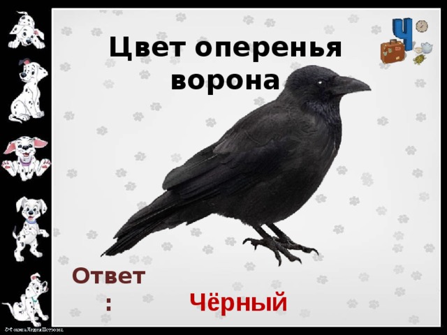 Черный ответ. Ворона цвет оперения. Ответ ворона. Ворона окраска оперения. Ворон оперение цвет.