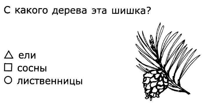 На рисунке изображена ветка ели с шишками рассмотри рисунок и заполни таблицу