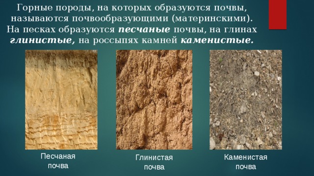 Горные породы, на которых образуются почвы, называются почвообразующими (материнскими). На песках образуются песчаные почвы, на глинах глинистые, на россыпях камней каменистые. Песчаная почва Каменистая почва Глинистая почва 