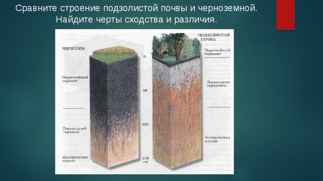 По рисунку 203 расскажите об отличиях подзолистых почв и черноземов география 6 класс