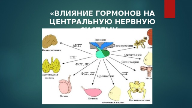 «Влияние гормонов на центральную нервную систему». 