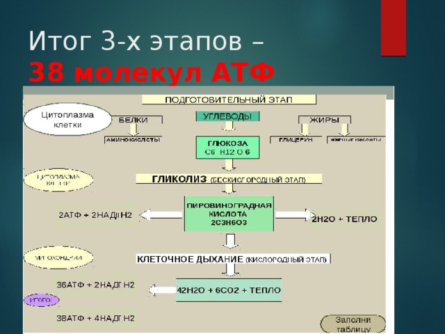 Итог 3-х этапов –  38 молекул АТФ 