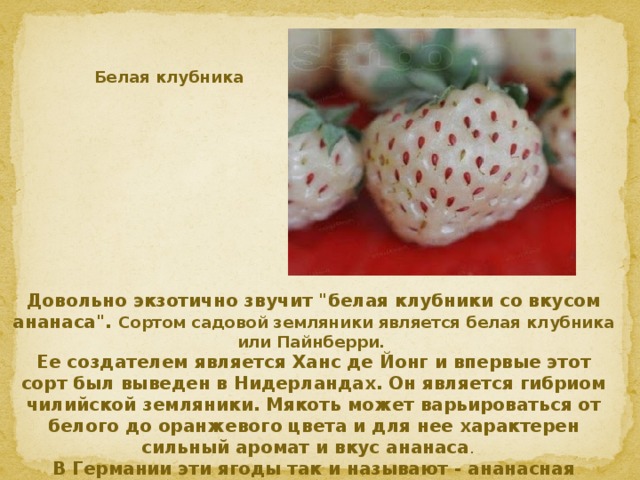 Белая клубника Довольно экзотично звучит 