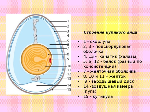 Строение куриного яйца  1 - скорлупа 2, 3 - подскорлуповая оболочка 4, 13 - канатик (халазы) 5, 6, 12 - белок (разный по консистенции) 7 - желточная оболочка 8, 10 и 11 – желток  9 - зародышевый диск 14 -воздушная камера (пуга) 15 - кутикула 