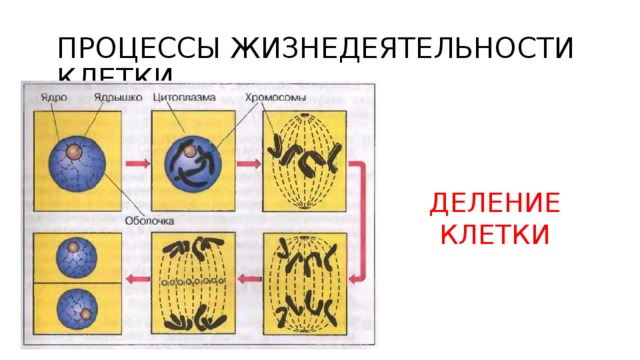 Заполните схему процессы жизнедеятельности клетки