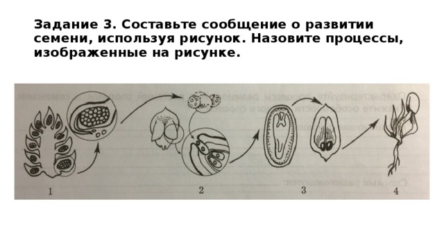 Составьте сообщение о развитии семени используя рисунок назовите процессы