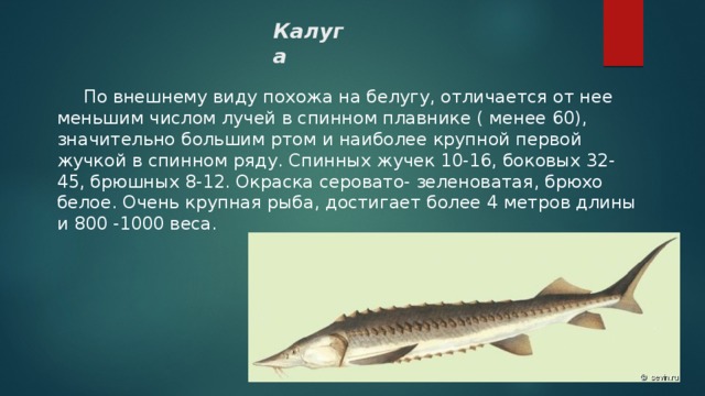 Калуга  По внешнему виду похожа на белугу, отличается от нее меньшим числом лучей в спинном плавнике ( менее 60), значительно большим ртом и наиболее крупной первой жучкой в спинном ряду. Спинных жучек 10-16, боковых 32-45, брюшных 8-12. Окраска серовато- зеленоватая, брюхо белое. Очень крупная рыба, достигает более 4 метров длины и 800 -1000 веса. 