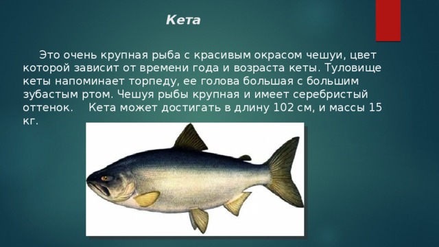 многие рыба кета фото и описание женщины