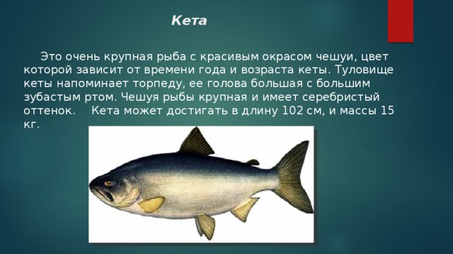 Кета  Это очень крупная рыба с красивым окрасом чешуи, цвет которой зависит от времени года и возраста кеты. Туловище кеты напоминает торпеду, ее голова большая с большим зубастым ртом. Чешуя рыбы крупная и имеет серебристый оттенок.  Кета может достигать в длину 102 см, и массы 15 кг. 