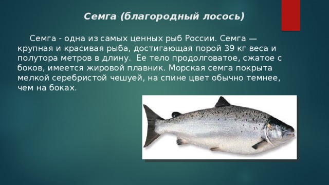 Семга (благородный лосось)  Семга - одна из самых ценных рыб России. Семга — крупная и красивая рыба, достигающая порой 39 кг веса и полутора метров в длину. Ее тело продолговатое, сжатое с боков, имеется жировой плавник. Морская семга покрыта мелкой серебристой чешуей, на спине цвет обычно темнее, чем на боках. 