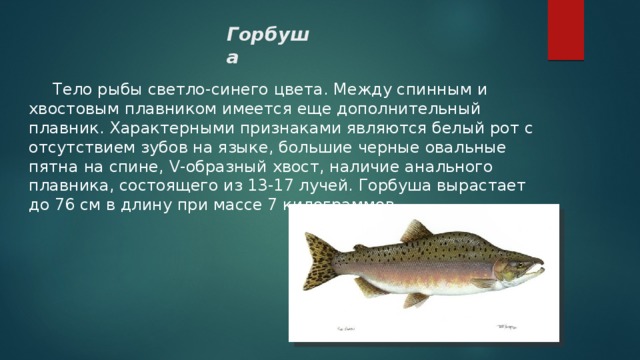 Горбуша  Тело рыбы светло-синего цвета. Между спинным и хвостовым плавником имеется еще дополнительный плавник. Характерными признаками являются белый рот с отсутствием зубов на языке, большие черные овальные пятна на спине, V-образный хвост, наличие анального плавника, состоящего из 13-17 лучей. Горбуша вырастает до 76 см в длину при массе 7 килограммов. 