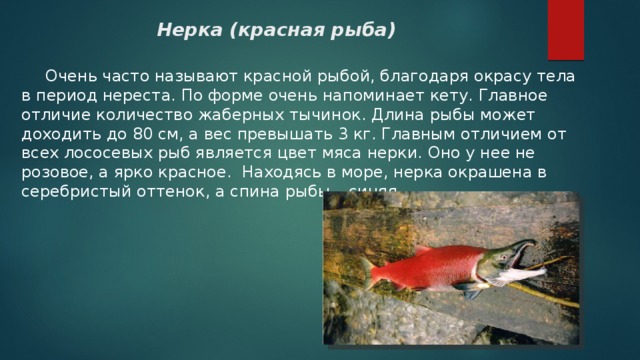 Нерка (красная рыба)  Очень часто называют красной рыбой, благодаря окрасу тела в период нереста. По форме очень напоминает кету. Главное отличие количество жаберных тычинок. Длина рыбы может доходить до 80 см, а вес превышать 3 кг. Главным отличием от всех лососевых рыб является цвет мяса нерки. Оно у нее не розовое, а ярко красное. Находясь в море, нерка окрашена в серебристый оттенок, а спина рыбы – синяя. 