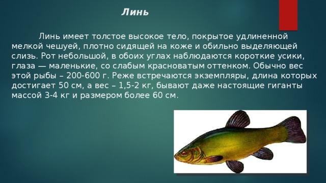 Линь     Линь имеет толстое высокое тело, покрытое удлиненной мелкой чешуей, плотно сидящей на коже и обильно выделяющей слизь. Рот небольшой, в обоих углах наблюдаются короткие усики, глаза — маленькие, со слабым красноватым оттенком. Обычно вес этой рыбы – 200-600 г. Реже встречаются экземпляры, длина которых достигает 50 см, а вес – 1,5-2 кг, бывают даже настоящие гиганты массой 3-4 кг и размером более 60 см. 
