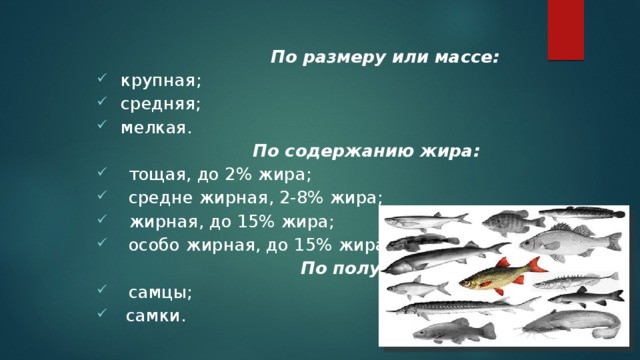 От размеров рыбы зависит. Классификация рыбы по размеру. Классификация рыбы по массе. Рыбы по размеру массе. Классификация рыбы по размеру массе.