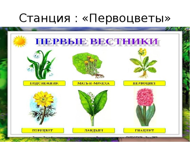 Презентация первоцветы для дошкольников