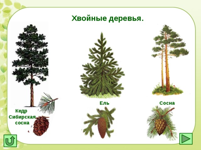 Картинки с хвойными деревьями для детей, открытки