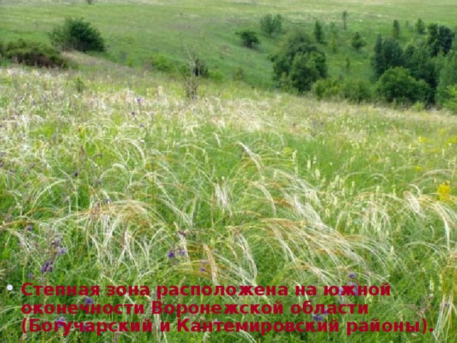 Степная зона расположена на южной оконечности Воронежской области (Богучарский и Кантемировский районы).   