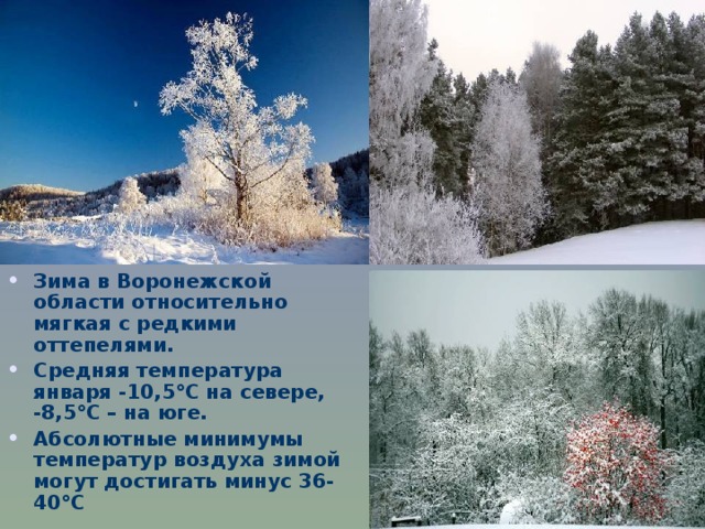 Зима в Воронежской области относительно мягкая с редкими оттепелями. Средняя температура января -10,5°С на севере, -8,5°С – на юге. Абсолютные минимумы температур воздуха зимой могут достигать минус 36-40°С 