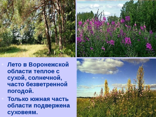 Лето в Воронежской области теплое с сухой, солнечной, часто безветренной погодой. Только южная часть области подвержена суховеям.  