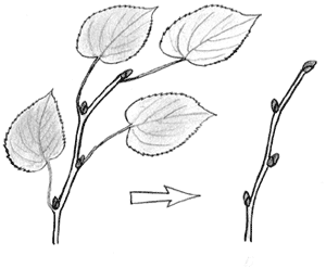 Рисунок ветки липы