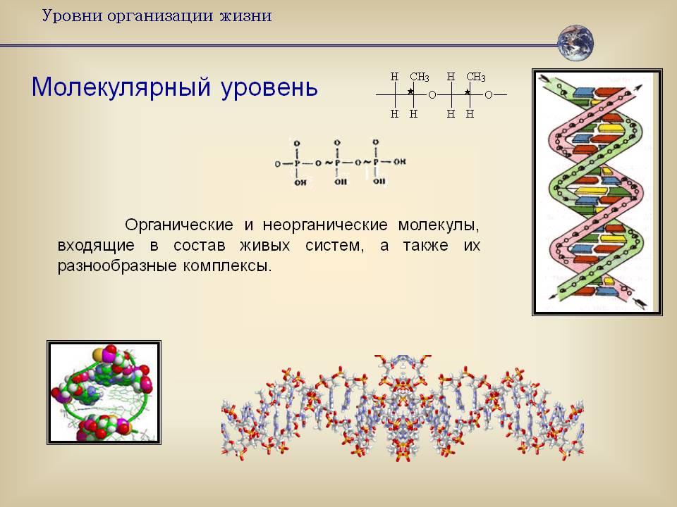 Молекулярный уровень биология 9 класс тест