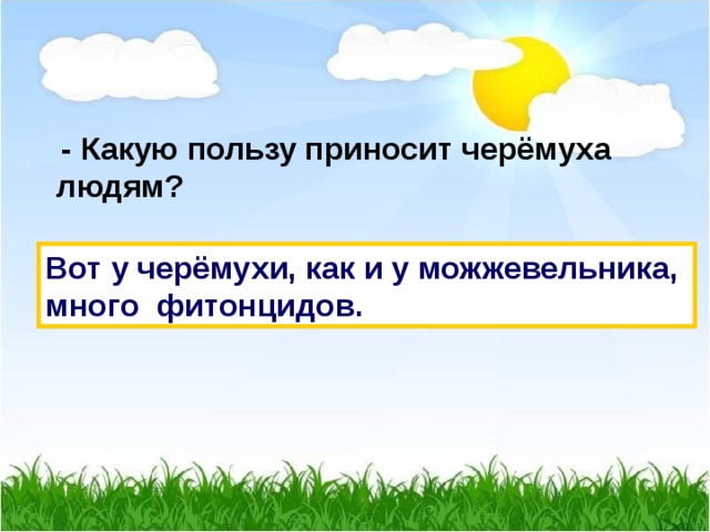  - Какую пользу приносит черёмуха людям? Вот у черёмухи, как и у можжевельника, много фитонцидов. 