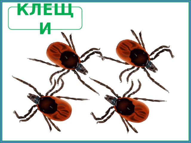 КЛЕЩИ 
