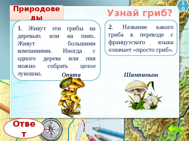 10 Природоведы Узнай гриб? 1 . Живут эти грибы на деревьях или на пнях. Живут большими компаниями. Иногда с одного дерева или пня можно собрать целое лукошко. 2 . Название какого гриба в переводе с французского языка означает «просто гриб». Опята Шампиньон Ответ 