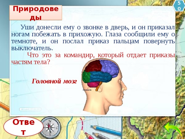 50 Природоведы  Уши донесли ему о звонке в дверь, и он приказал ногам побежать в прихожую. Глаза сообщили ему о темноте, и он послал приказ пальцам повернуть выключатель.  Что это за командир, который отдает приказы частям тела? Головной мозг Ответ 