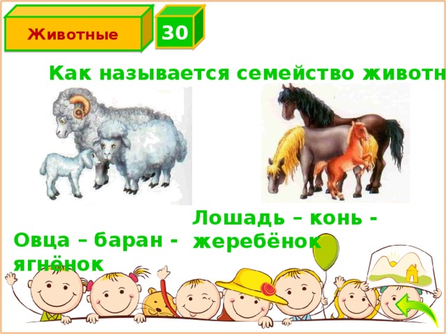 3 0 Животные Как называется семейство животных? Лошадь – конь - жеребёнок Овца – баран - ягнёнок 