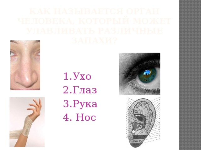 Как называется орган человека, который может улавливать различные запахи? 1.Ухо 2.Глаз 3.Рука 4. Нос 