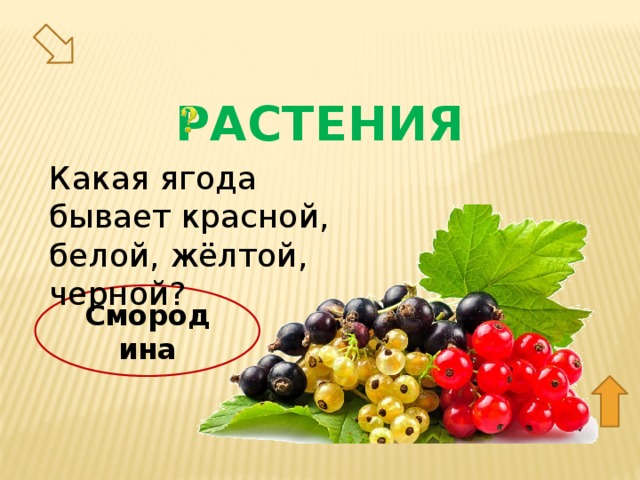 РАСТЕНИЯ Какая ягода бывает красной, белой, жёлтой, черной? Смородина 30  