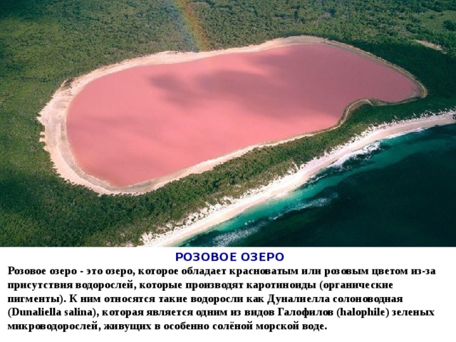  РОЗОВОЕ ОЗЕРО Розовое озеро - это озеро, которое обладает красноватым или розовым цветом из-за присутствия водорослей, которые производят каротиноиды (органические пигменты). К ним относятся такие водоросли как Дуналиелла солоноводная (Dunaliella salina), которая является одним из видов Галофилов (halophile) зеленых микроводорослей, живущих в особенно солёной морской воде. 
