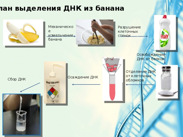 План выделения ДНК из банана Механическое измельчение банана Разрушение клеточных стенок Освобождение ДНК от белков Отделение ДНК от клеточных обломков Осаждение ДНК Сбор ДНК 