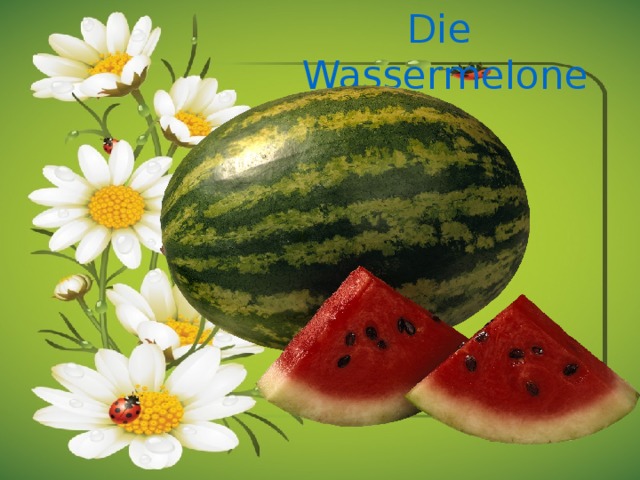 Die Wassermelone 